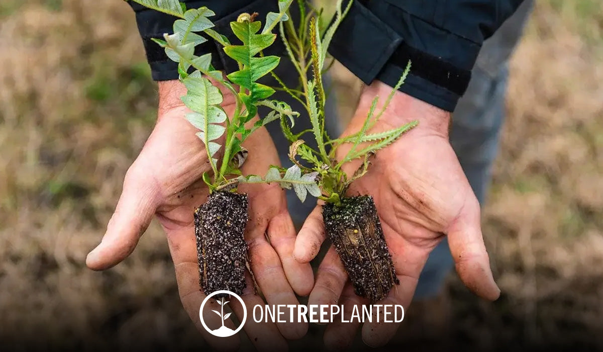 Free Memorial Tree Planting